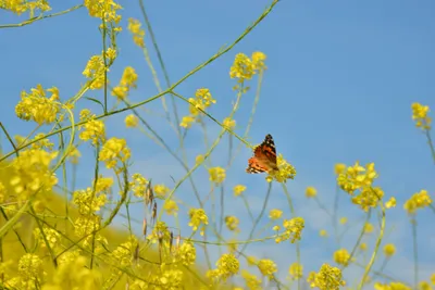 DSC_6444 (Large).JPG